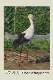 コウノトリ　Ciconia boyciana