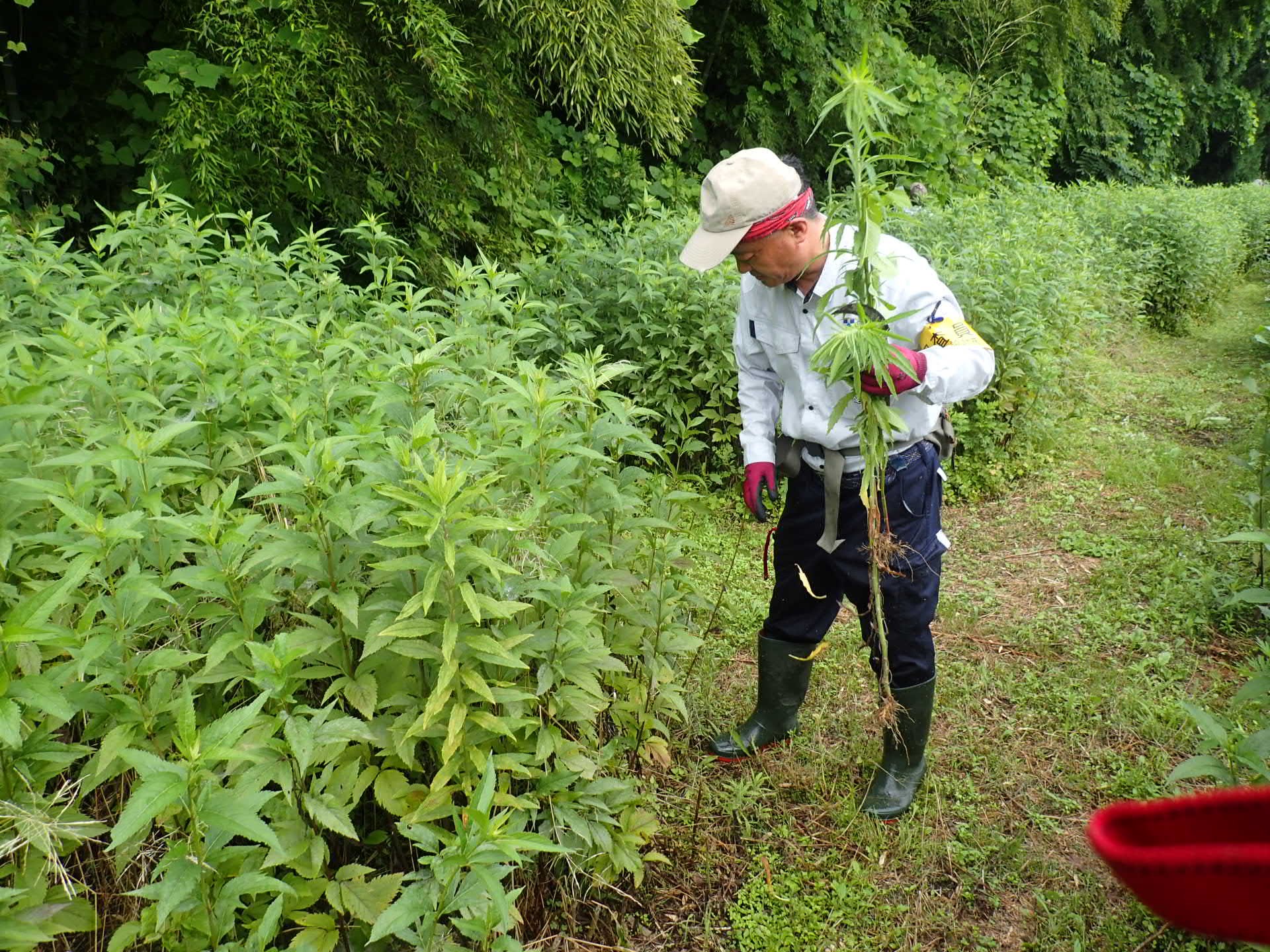 外来植物の除去