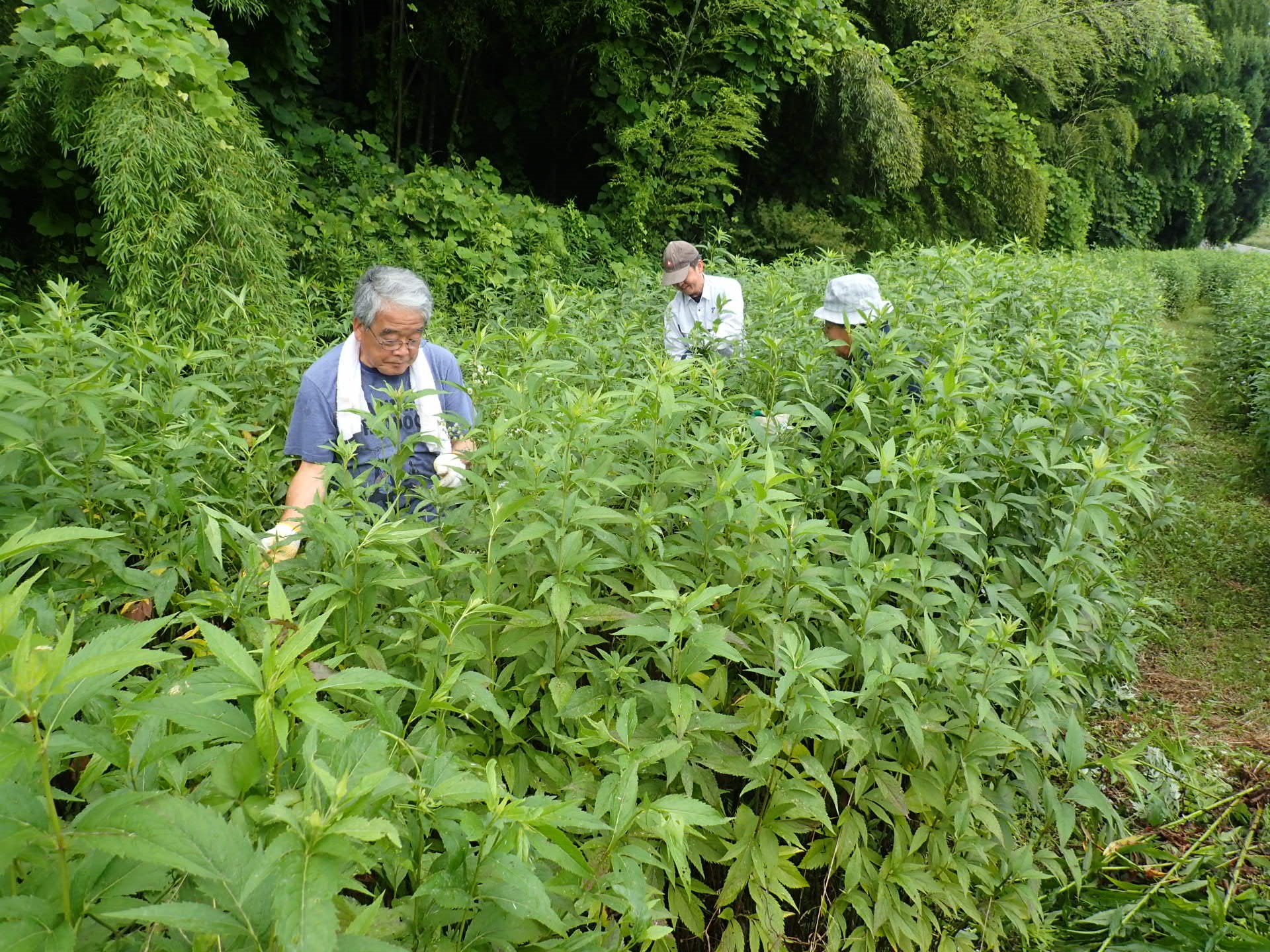 加陽地区住民との共同作業