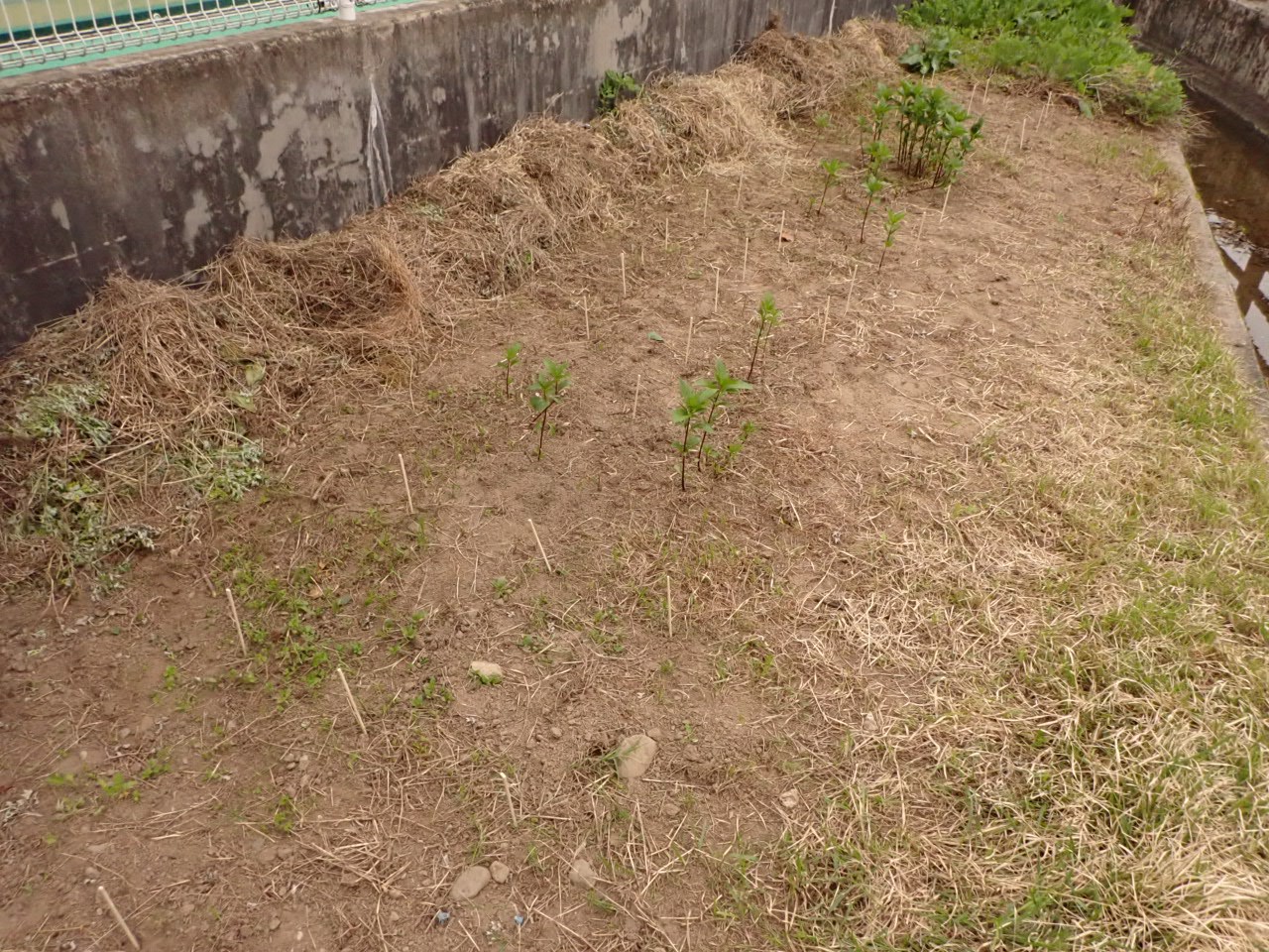 作業の様子