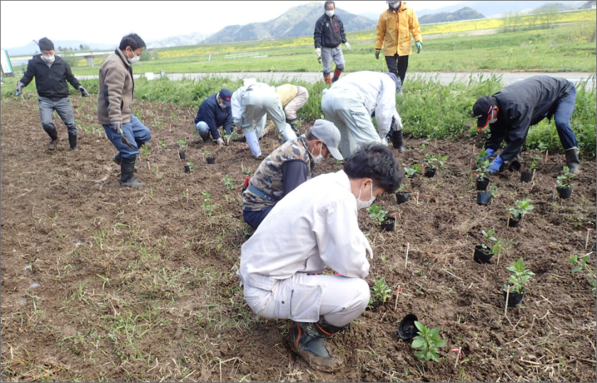 豊岡市の生物多様性に関連するボランティア活動＜フジバカマ補植作業の講師を務めました＞