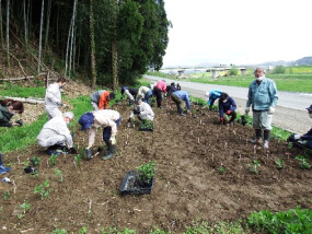 準絶滅危惧種に選定されているフジバカマの補植作業（兵庫県内）