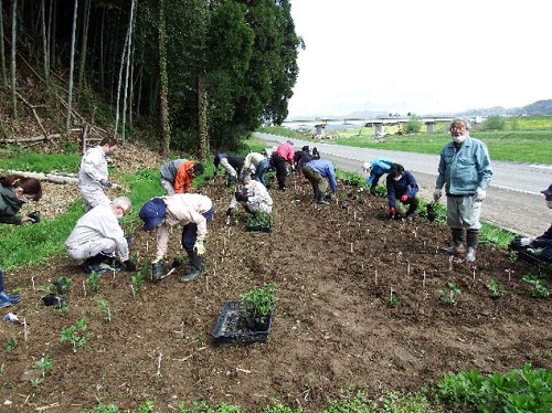 準絶滅危惧種に選定されているフジバカマの補植作業（兵庫県内）