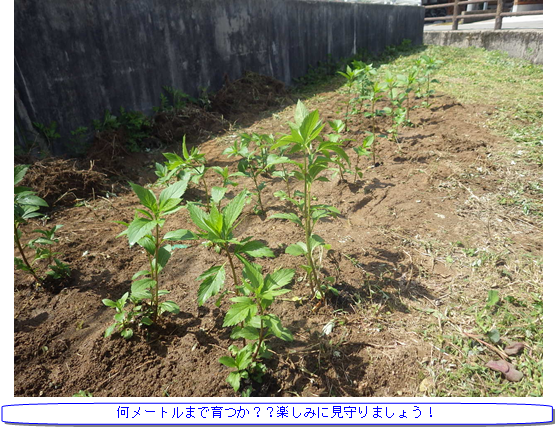 移植したフジバカマ